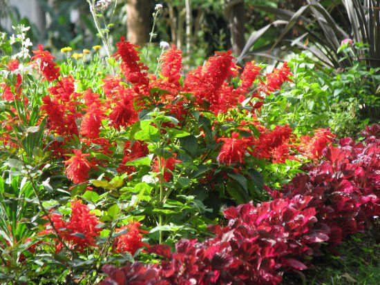 Stadstuin van Funchal